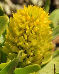Image result for Polygala nematophylla