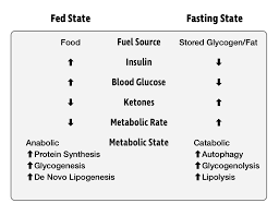 What is the meaning of fasting. Crossfit Meal Timing The Fasting Window