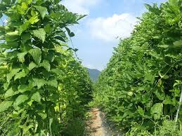 Image result for Canavalia gladiata