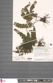 Image result for Trichomanes crispiforme