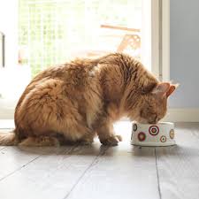 Another way to discover that would be to consider that he has 2 dog currently, but will be feeding 3, so the food will last 2/3rds as long. How Much Wet Food To Feed A Cat Every Day