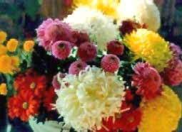 Consequently, each monday or tuesday, there will be two or three days of data reported at a time, the agency tweeted, adding that when data is published, it is attributed evenly to the previous days. Flowers By Season Winter Flowers Summer Spring Flowers Autumn Flowers