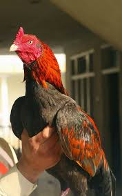 Oct 29, 2013 aseel murgha fighting rooster. Pure Amroha Aseel Club Home Facebook