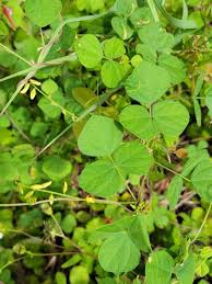 Image result for Rhynchosia