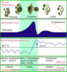 changes in cervical mucus look and feel of cm during your