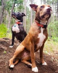 At purebred pitbull haven we are offering the best quality american pitbull puppies you can find anywhere else. Best Dog Rescue In Arizona 2021 Top 10 Picks We Love Doodles