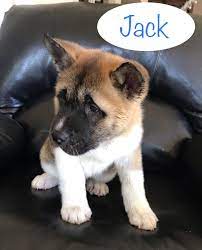 Jack A Ckc American Akita Puppy For Sale In Texas Find Cute Akita Puppies And Breeders In Texa Akita Puppies For Sale Bulldog Puppies For Sale Akita Puppies