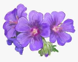 Find great deals on ebay for purple flower bouquet. Purple Flower Bouquet Purple Flowers Hand Painted Purple Flower Transparent Hd Png Download Transparent Png Image Pngitem