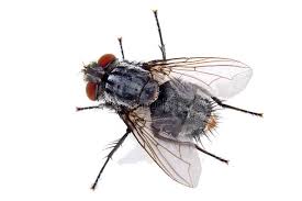 House Fly A Close Up Of A Common House Fly Spon Close Fly House Fly House Ad Stock Photos Photo Stock Images
