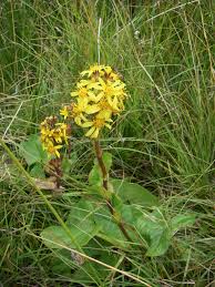 Image result for Ligularia sibirica