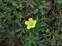 Image result for Ludwigia adscendens