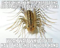 Misunderstood House Centipede Centipede Funny Animal Pictures Insects