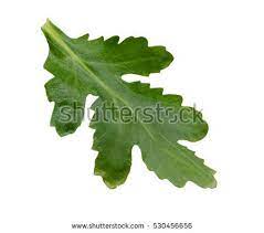 Chrysanthemum Leaf Isolated Chrysanthemum Leaves Chrysanthemum Leaves