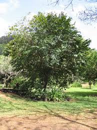 Image result for Annona reticulata