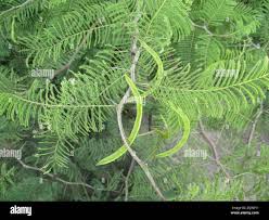 Image result for Acacia arenaria
