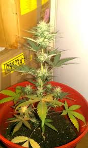 Eyehortilux super hps enhanced spectrum lamps. Help Needed Can T Get A Good Yield From My 400w Hps Setup The Autoflower Network
