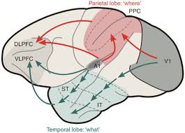 We did not find results for: Maps And Streams In The Auditory Cortex Nonhuman Primates Illuminate Human Speech Processing Nature Neuroscience