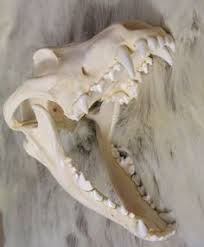 Dorsal view by strixxx on deviantart. 43 Dog Skull Ideas Dog Skull Skull Wolf Skull