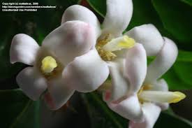 Image result for Mitriostigma axillare