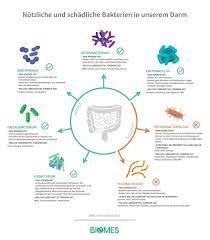Abnehmen mit den richtigen darmbakterien programm: Bye Bye Corona Kilos Diese Sieben Darmbakterien Beeinflussen Den Stoffwechsel Presseportal