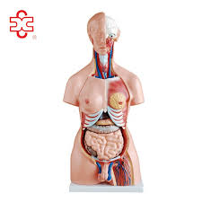 Human body parts for women. Model 204 Cheap Medical Science Lab Kit Human Body Parts For Kids Buy Adult Male Torso Dolls Human Torso Anatomy Model Human Anatomy Toys Torso Doll Product On Alibaba Com