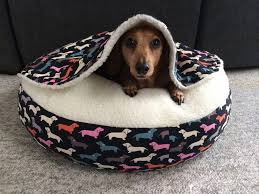 The Traits We Admire About The Vigilant Daschund Pup Daschundmix Daschundchristmas Dog Beds For Small Dogs Dachshund Bed Dachshund Dog