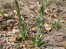 Image result for Turritis glabra