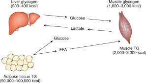 Instead, animals store the extra energy as the complex carbohydrate glycogen. Skeletal Muscle Energy Metabolism During Exercise Nature Metabolism