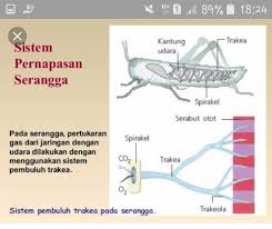 Gambar Alat Dan Sistim Pernapasan Serangga Brainly Co Id