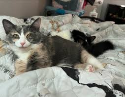 Some have suggested that I start sharing pictures of Monkey and Oreo on  instagram, and who am I to deny the request of the people? Here's the  famous “sinister sniler/“devious eunuch” image