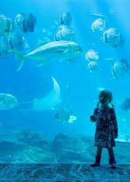 Our Weekend Georgia Aquarium Expedia Travel Travel Jobs