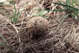 Tierkot im garten erkennen und zuordnen. Kot Im Garten Und Auf Terrasse Welches Tier War Es Gartenlexikon De