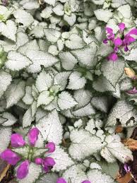 A medium to large upright plant with relatively stiff green leaves. The Combo Of The White And Green Leaves With The Purple Flowers Is Perfection The Leaves Look Handpainted Gardening