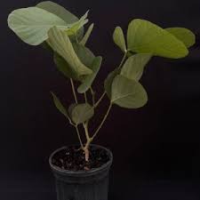 Image result for Ficus ingens