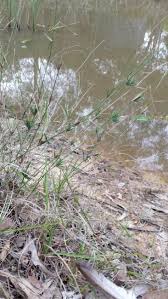 Image result for Entolasia