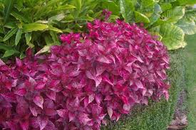 Image result for Iresine herbstii