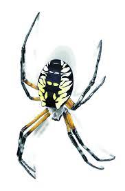 Garden Spider Facts Control Get Rid Of Garden Spiders Garden Spider Spider Illustration Spider