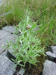 Image result for Gnaphalium