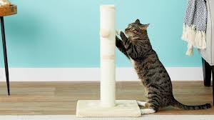 Your cat eats in a more natural position benefiting. 18 Essential Supplies For Pet Fostering Reviewed Lifestyle