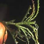 Image result for Najas horrida