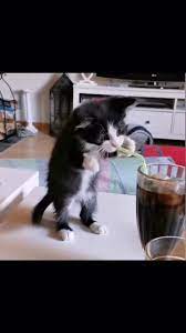 I Can Do It Human Watch Me An Immersive Guide By Black Butterfly