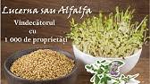 1 de rezultate pentru eticheta productie la hectar. Soiul De LucernÄ Romaneasca 4ag07 Productie La Hectar Youtube