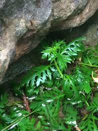 Image result for Ceratopteris thalictroides