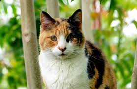Explore 212 listings for calico cats kittens at best prices. Cat Scanner Is Your Cat A Calico Cat