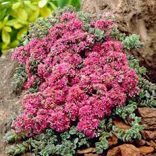 Maybe you would like to learn more about one of these? Sunsparkler Dazzleberry Sedum Stonecrop High Country Gardens