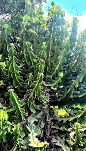 Image result for Meiostemon tetrandrus