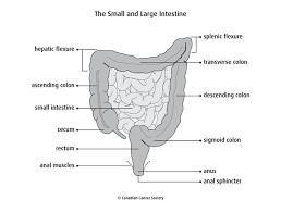 Large Intestine Structure Large Intestine Diagram Large Intestine Diagram Labeled Intestines Anatomy Large Intestine Large Bowel