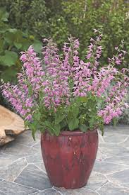 Image result for Salvia coccinea