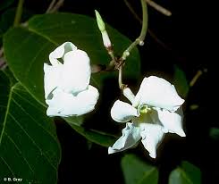 Image result for Voacanga