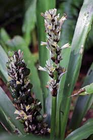 Image result for Chlorophytum macrophyllum
